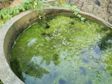 Beton kuyu yüzeyinde yüzen alg atığı.