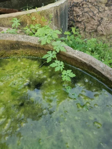 Fanghi Alghe Galleggianti Sulla Superficie Dell Anello Pozzo Calcestruzzo Traboccante — Foto Stock