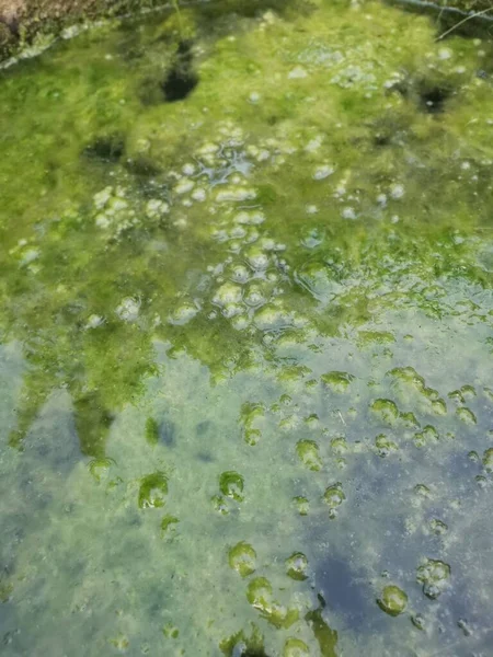 Algae Sludge Floating Overflow Concrete Well Ring Surface — Stock Photo, Image