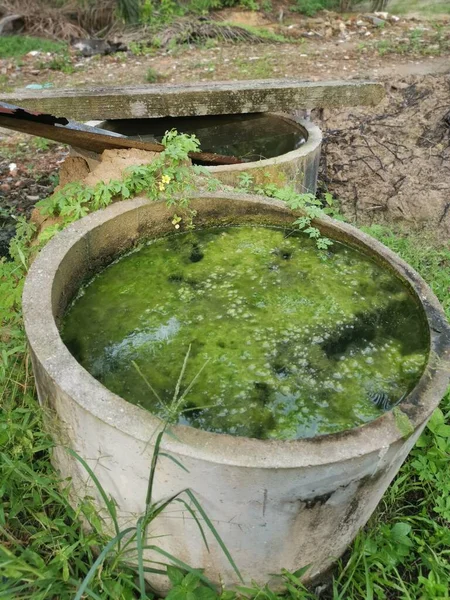 Водорості Мулу Плаває Поверхні Переповнення Бетонних Колодязів — стокове фото