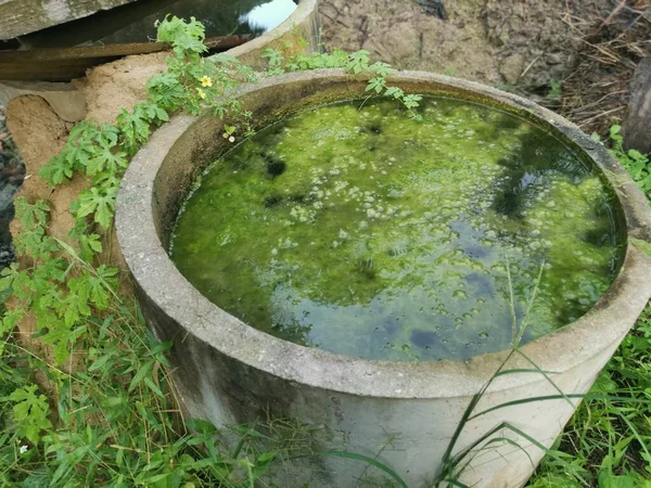 Fanghi Alghe Galleggianti Sulla Superficie Dell Anello Pozzo Calcestruzzo Traboccante — Foto Stock