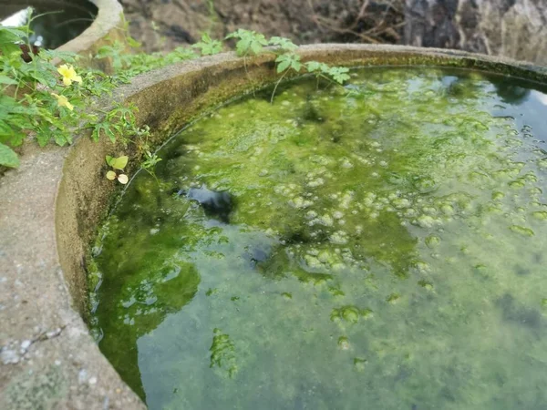 Lodo Algas Flotando Superficie Del Anillo Del Pozo Hormigón Desbordante —  Fotos de Stock