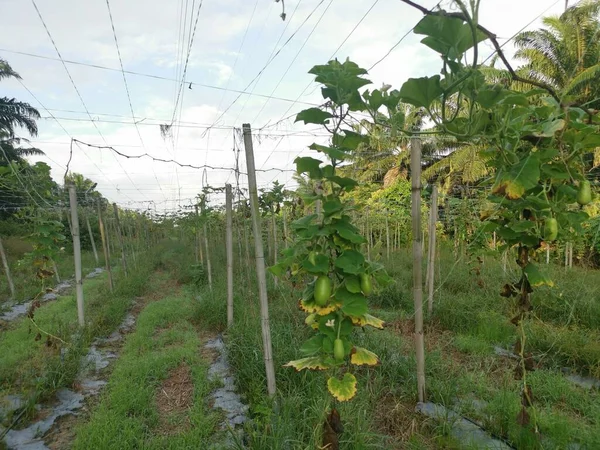 Warzywa Kalabryjskie Wiszą Łodydze Winorośli — Zdjęcie stockowe