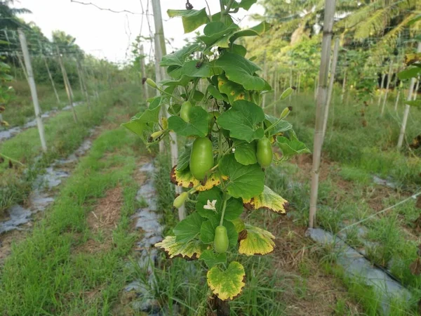 Calabash Cabaça Frutas Vegetais Pendurar Seu Caule Videira — Fotografia de Stock