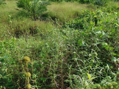 Çayırdaki eryngium kampı ot bitkisi