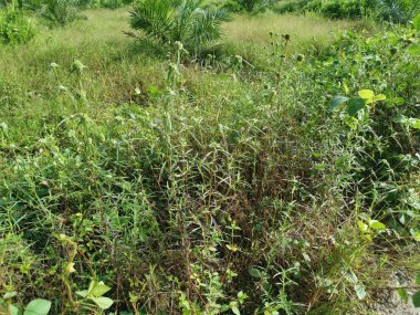 Çayırdaki eryngium kampı ot bitkisi