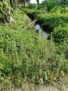 Çayırdaki eryngium kampı ot bitkisi