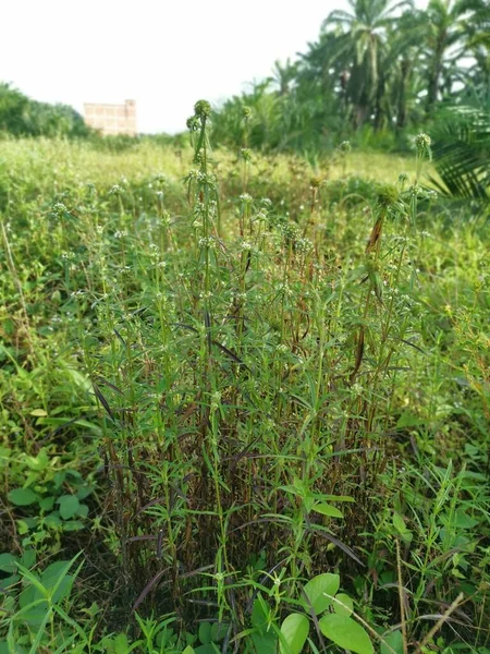 Eryngium Campestre Chwasty Roślin Łące — Zdjęcie stockowe