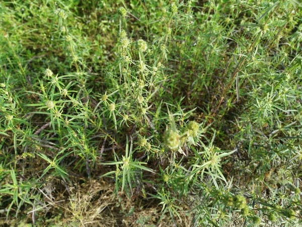 Eryngium Campestre Plante Mauvaises Herbes Prairie — Photo