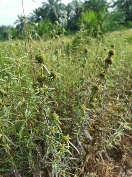 牧草地でEryngium Campestre雑草植物 — ストック写真
