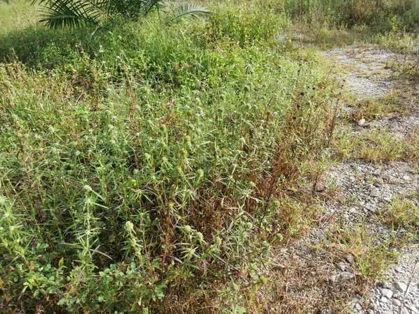 牧草地でEryngium Campestre雑草植物 — ストック写真