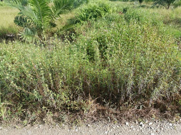 초원에 Eryngium Campestre 플랜트 — 스톡 사진