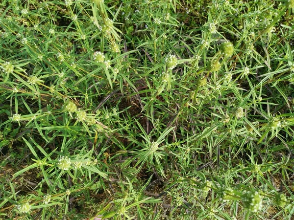 Unkrautpflanze Eryngium Campestre Auf Der Wiese — Stockfoto