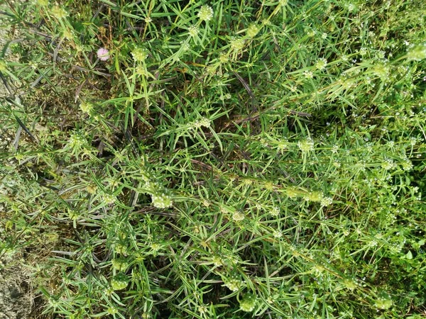 Unkrautpflanze Eryngium Campestre Auf Der Wiese — Stockfoto