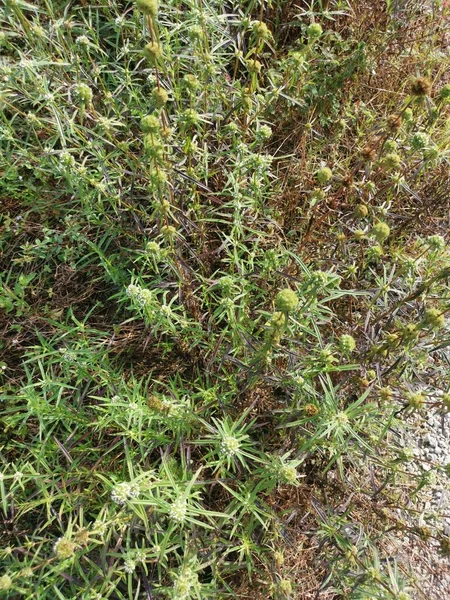Eryngium Campestre Chwasty Roślin Łące — Zdjęcie stockowe