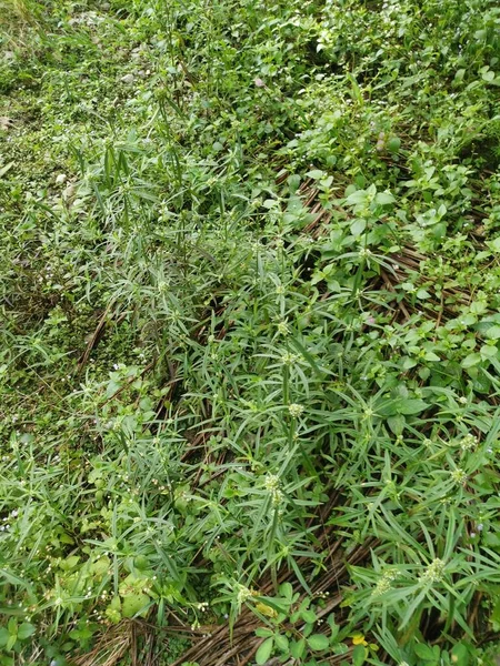 牧草地でEryngium Campestre雑草植物 — ストック写真