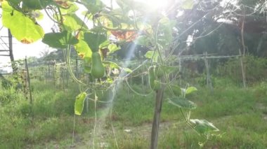 Kabak kabağı sebze meyveleri asma sapında asılı.