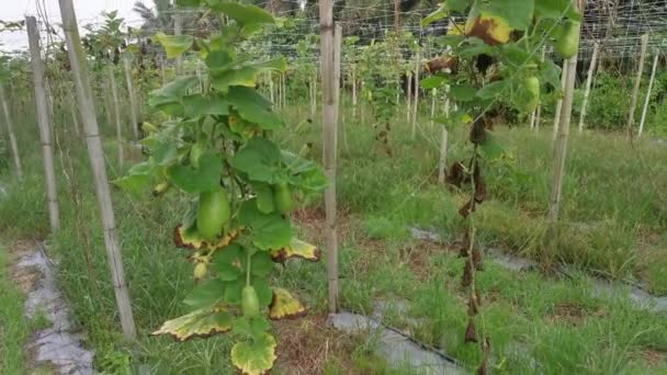 호리병박 열매는 포도나무 줄기에 — 비디오
