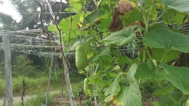 カラバッシュヒョウタンの野菜の果物はつる茎にぶら下がります — ストック動画