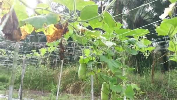Calabash Zucca Frutta Vegetale Appendere Sul Suo Fusto Vite — Video Stock