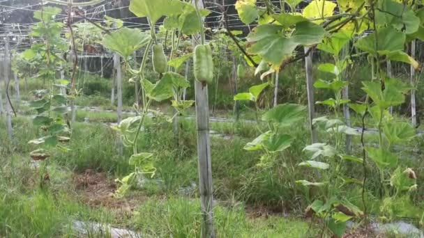 カラバッシュヒョウタンの野菜の果物はつる茎にぶら下がります — ストック動画