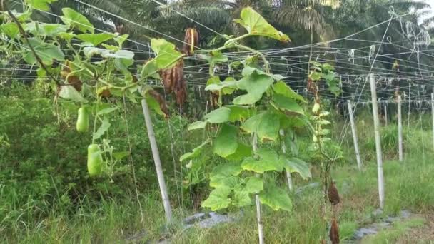 Calabash Tök Zöldség Gyümölcs Függ Szőlő Szárán — Stock videók