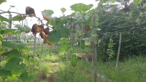 Calabash Tök Zöldség Gyümölcs Függ Szőlő Szárán — Stock videók