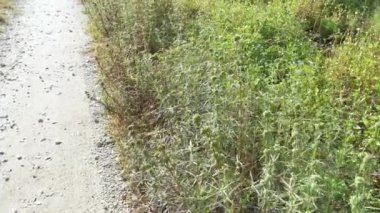 Çayırdaki eryngium kampı ot bitkisi