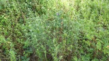 Çayırdaki eryngium kampı ot bitkisi