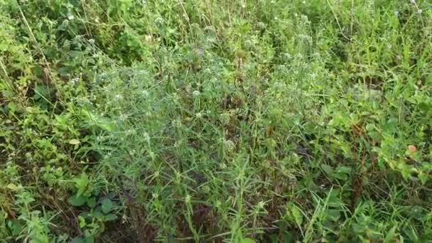 Eryngium Campestre Weed Plant Meadow — Stock Video