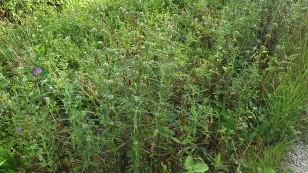 Eryngium Campestre Weed Plant Meadow — Stock Video