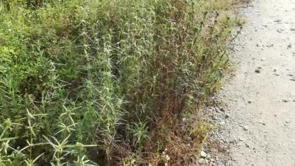 Eryngium Campestre Onkruidplant Het Weitje — Stockvideo