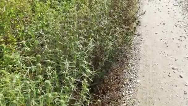 Unkrautpflanze Eryngium Campestre Auf Der Wiese — Stockvideo