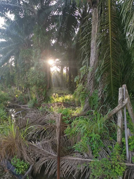 Belle Matinée Autour Lac Drainage Plantation — Photo