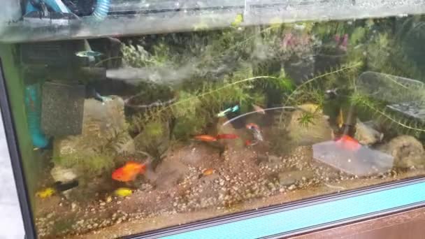 Escena Acuario Doméstico Tanque Con Peces — Vídeo de stock