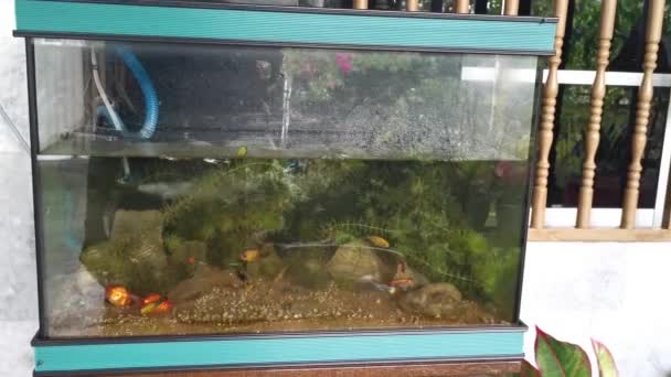 Escena Acuario Doméstico Tanque Con Peces — Vídeos de Stock