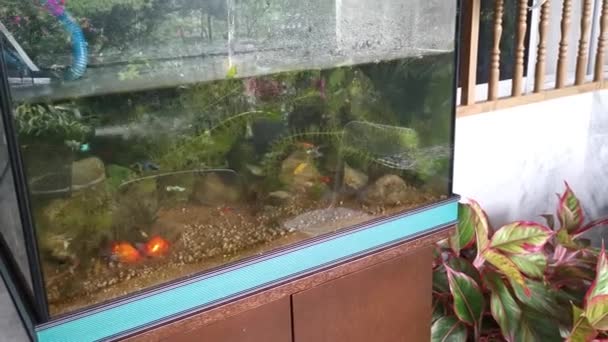 Scène Van Huiselijke Aquarium Tank Met Vissen — Stockvideo