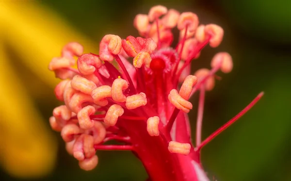 Primer Plano Con Hermoso Estambre Hibisco Rojo — Foto de Stock