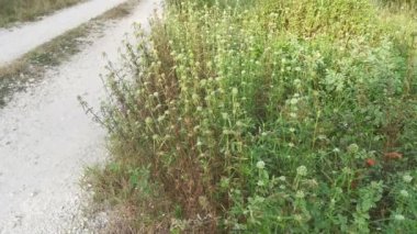 Çalı çayırında eryngium kampı otlarını topluyorum.