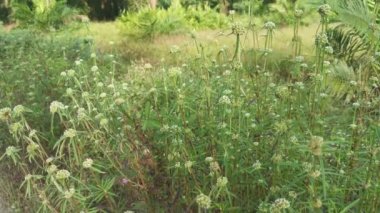Çalı çayırında eryngium kampı otlarını topluyorum.