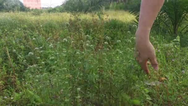 Plukken Eryngium Campestre Onkruid Plant Bij Bossige Weide — Stockvideo