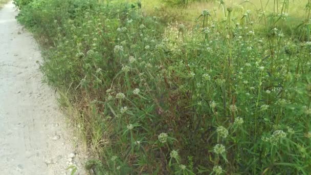 ブッシーな牧草地にエルニギウム カンペストレの雑草を植え — ストック動画