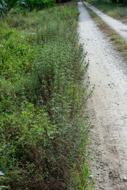 Çalı çayırındaki Eryngium kampı ot bitkisi