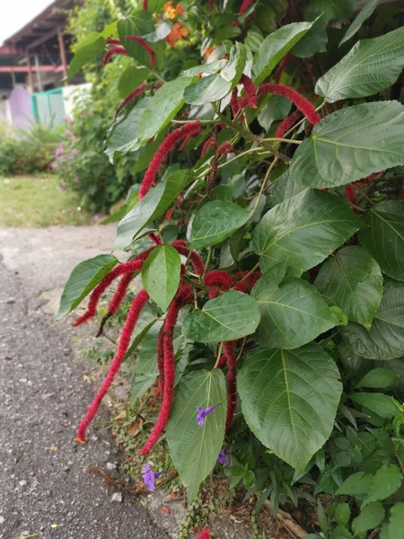Red Acalypha Hispida Flower Houseplant — Stock Photo, Image