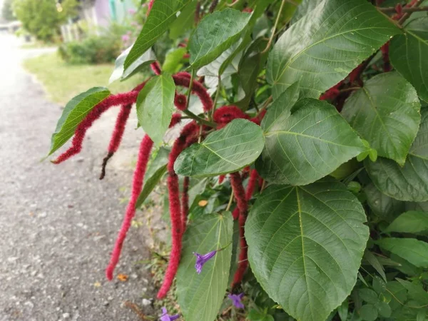 Vörös Acalypha Hispida Virág Házi Növény — Stock Fotó