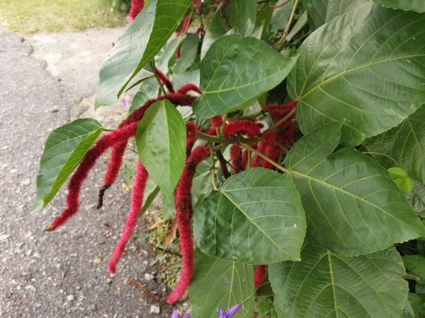 Vörös Acalypha Hispida Virág Házi Növény — Stock Fotó