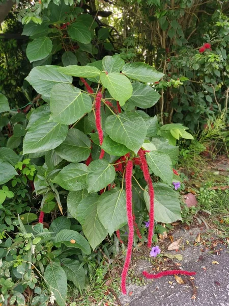 Vörös Acalypha Hispida Virág Házi Növény — Stock Fotó