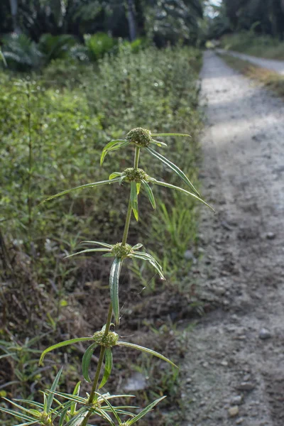 Eryngium Campestre Weed Plant Bushy Meadow — Stock Photo, Image