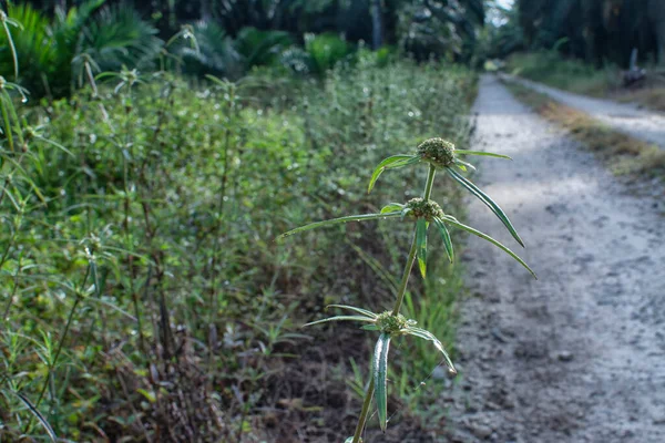 Eryngium Campestre Planta Malezas Prado Arbustivo — Foto de Stock