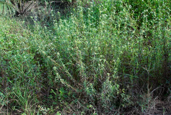 Eryngium Campestre Planta Malezas Prado Arbustivo — Foto de Stock
